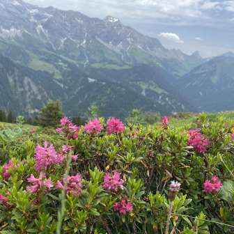 Wanderung Bergblumenpracht Seewis Valcaus bis Älpli mit Wanderleiterin Sandra Casutt (7)