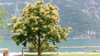 Naturpfad Kastaniendorf