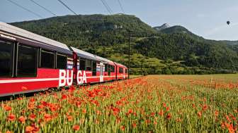 Ein roter Zug der Räthischen Bahn fährt an einem blühenden Mohnfeld vorbei