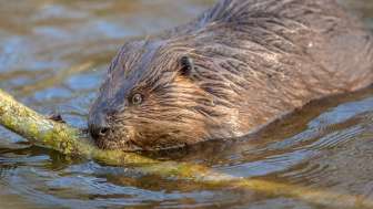Wildtierbeobachtung Biber