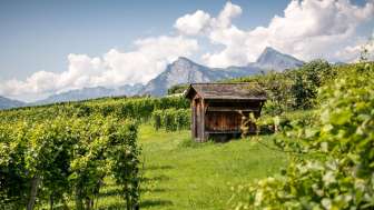 Reben Bünder Herrschaft © Heidiland Tourismus