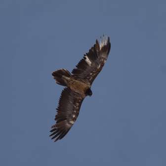 Bartgeier © Heidiland Tourismus