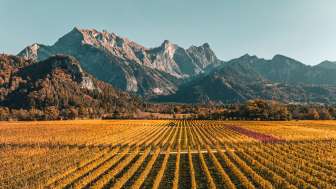 Goldener Herbst in der Bündner Herrschaft Gold verfärbte Weinreben in der Bündner Herrschaft. Im Hintergrund ist der markante Gipfel des Falknis zu sehen.