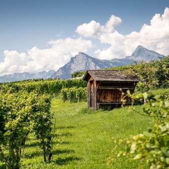 Reben Bünder Herrschaft © Heidiland Tourismus