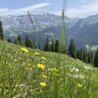 Wanderung Bergblumenpracht Seewis Valcaus bis Älpli mit Wanderleiterin Sandra Casutt (2)