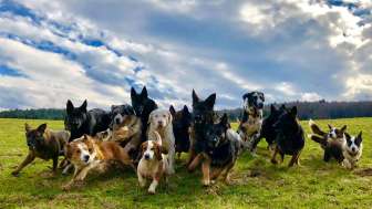 29683179 1101121466702454 7340095685775065088 o