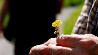 Quinten, Sonnenröschen