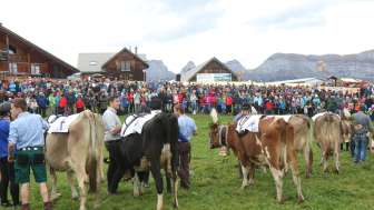 Alpchäsmarkt Flumserberg und Kuhrennen Alpchäsmarkt Flumserberg und Kuhrennen