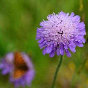 Quinten, Witwenblume