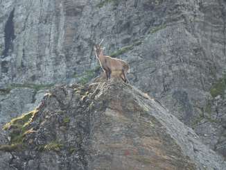 Steinbock im Jagdbanngebiet Graue Hörner bei Weisstannen