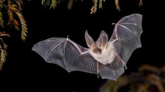Wildtierbeobachtung Fledermaus
