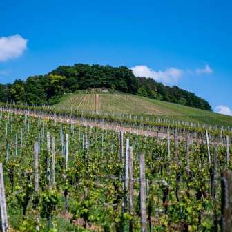 Beautiful scenery vineyard clear blue sky daytime