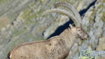 Steinbock, Calfeisental, Tiere, Bergerlebnisse Sommer
