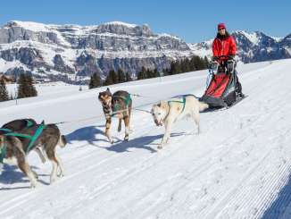 Huskytour Flumserberg Hunde, Husky, Husky Touren, Hundeschlitten
