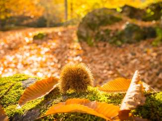 Kastanienweg, Kastanien, Goldener Herbst, Wald, Murgtal, Spaziergang, Marroni, Murg, Blätter