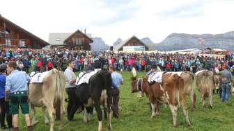 Alpchäsmarkt und Kuhrennen Flumserberg