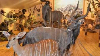 Jagdmuseum Vättis