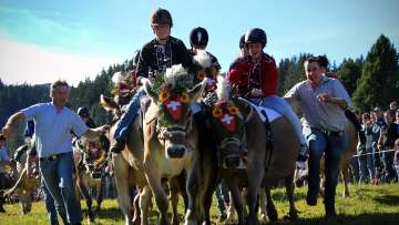 Kuhrennen am Flumserberg