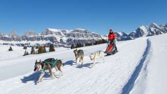 Hunde, Husky, Husky Touren, Hundeschlitten