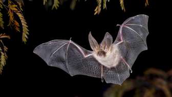 Wildtierbeobachtung Fledermaus Wildtierbeobachtung Fledermaus