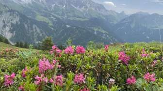 Wanderung Bergblumenpracht Seewis Valcaus bis Älpli mit Wanderleiterin Sandra Casutt (7)
