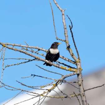 Ringdrossel Foto Christoph Meier Vogelfoto ch