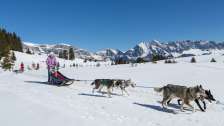 Hunde, Hundeschlitten, Husky, Husky Touren