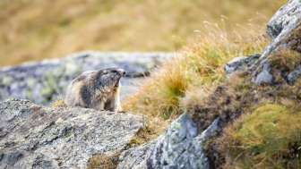 Wildtierbeobachtung Murmeltier