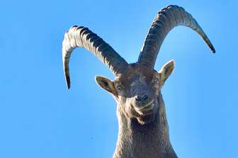 Steinbock © Heidiland Tourismus