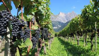 Weinberge in der Bündner HerrschaftHolidu ID
