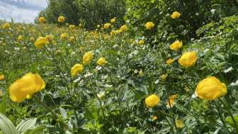 Wanderung Bergblumenpracht Seewis Valcaus bis Älpli mit Wanderleiterin Sandra Casutt (4)