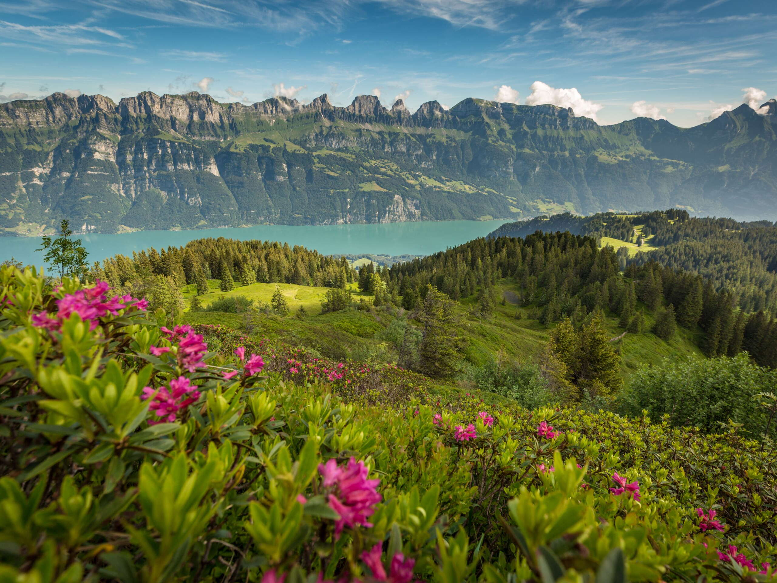 Churfirsten und Walensee mit Alpenrosen im Vordergrund