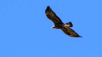 Steinadler © Ch Meier Zwicky, Malans