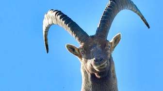 Wildtierbeobachtung Steinbock, Hirsch, Gämse und Co.