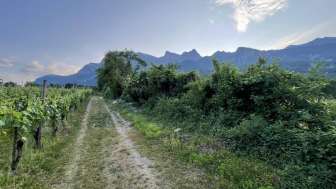Die faszinierenden Rebberge der Bündner Herrschaft (Foto: Daniel Scherl)