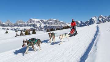 Hunde, Husky, Husky Touren, Hundeschlitten