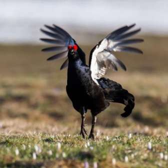 4 Vogelexkursion mit Christoph Meier 18 5 2017