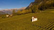 Heiligkreuz, Mels, Reben, St.Galler Wein, Weinberg