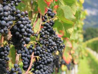 Weinberge_Bündner Herrschaft Wein, Berge